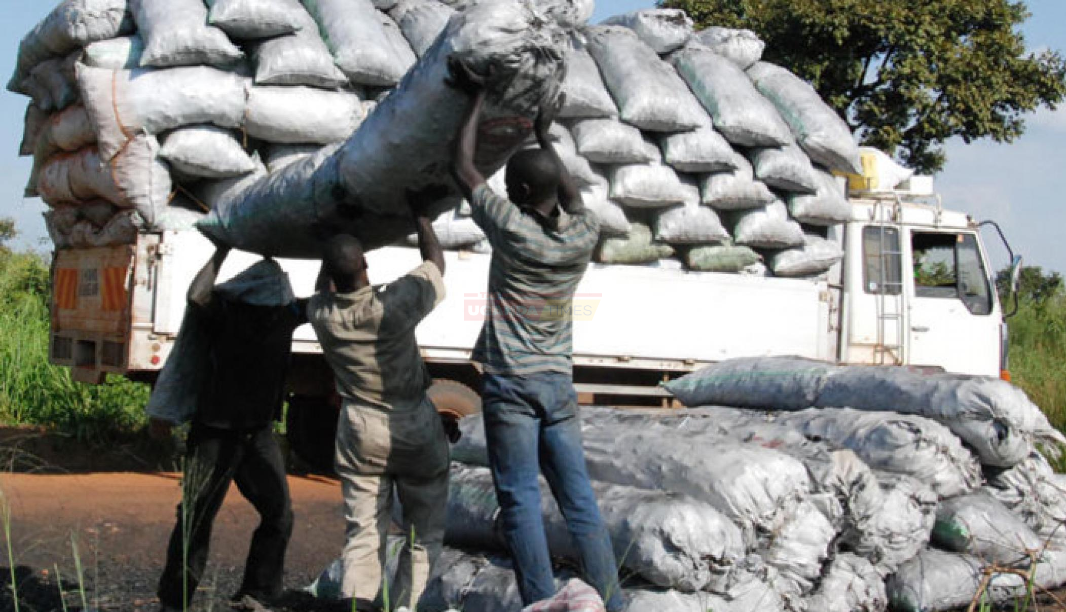Amuru Officials Worried About Continuous Movement of Charcoal Dealers