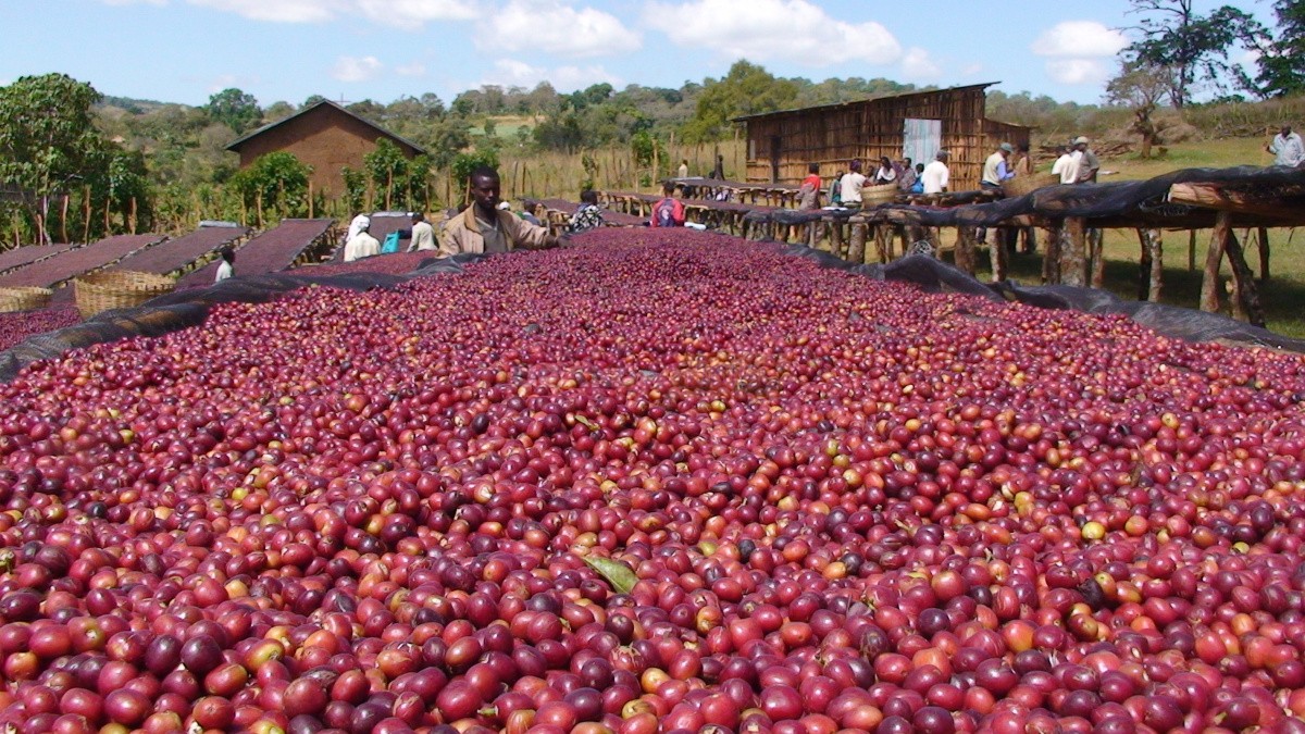 Coffee Quality Likely to Drop as Farmers Struggle to Offload Unsold Harvest