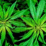 Marijuana farming: Firms cite favouritism as gov't delays to approve licenses