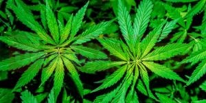Marijuana farming: Firms cite favouritism as gov't delays to approve licenses