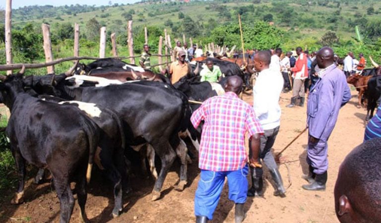 Ministry Responds to Anthrax Outbreak in Ibanda