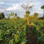 Uganda showing sustainable agriculture practices amid EU deforestation rules